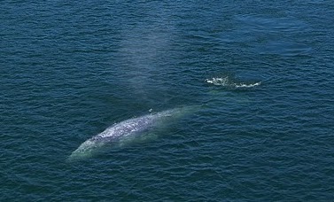 baleine grise