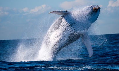 baleine à bosse