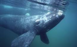 baleine boréale