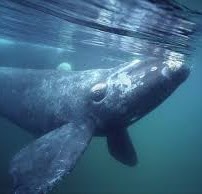 baleine boreale