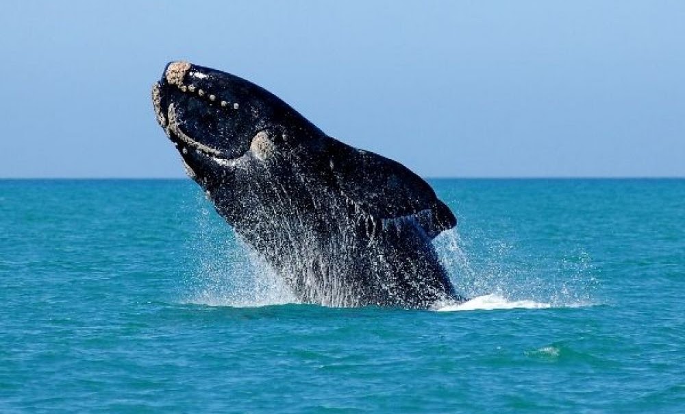 baleine franche australe