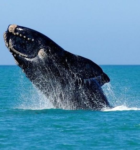 baleine franche australe