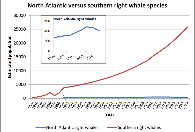evolution population baleine australe
