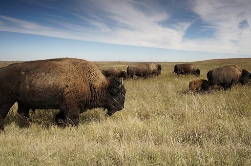 evolution population bison