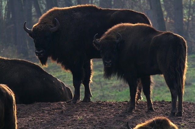 evolution population bison