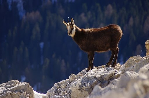 evolution population chamois