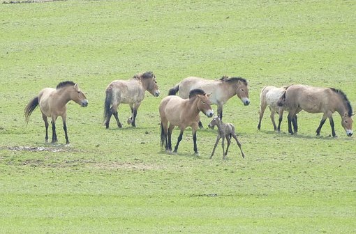 evolution population cheval Przewalski