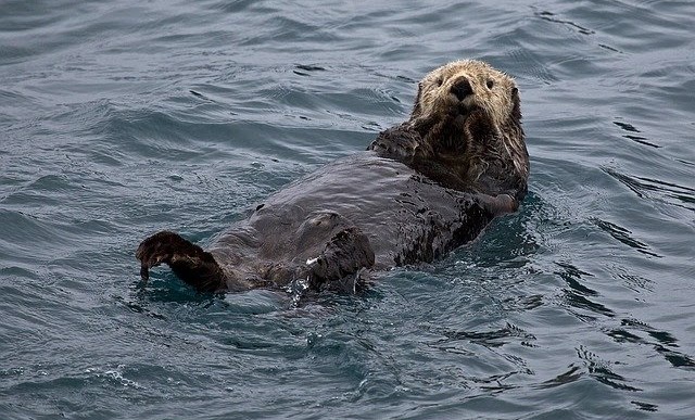 evolution population loutre de mer