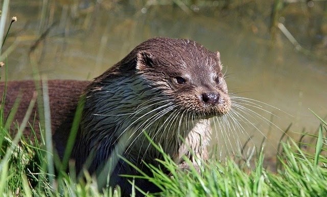 evolution population loutre