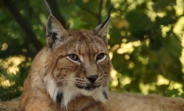 evolution population lynx iberique