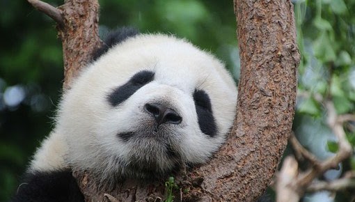 panda