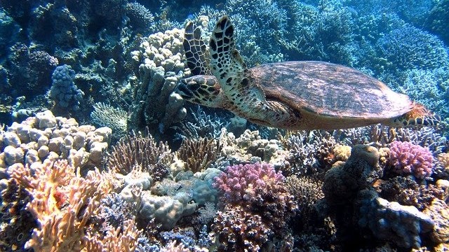 tortues